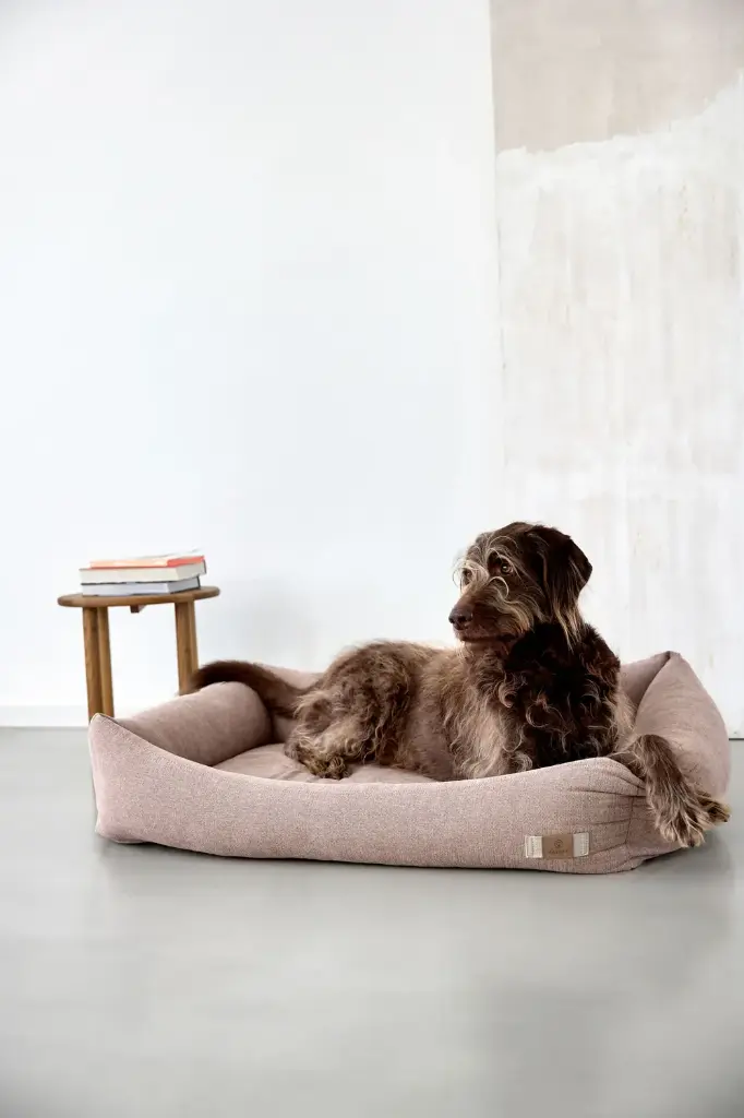 DOG_F24_21010087150_L_3.webp