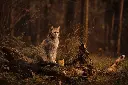 Lifestyle_Image_Cat_Autumn_Golden_Ghost.webp