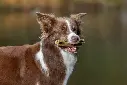 TEETH_DELIGHTS_AUTUMN__@bordercollie_girlpower_417.webp