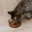 DAWN_Cat_Champagne_1.webp