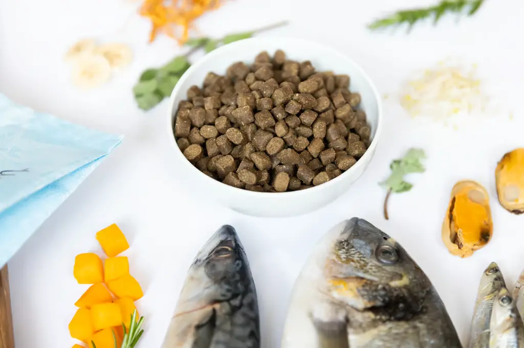 fish 4.webp