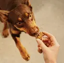 dog snack ostrich 1.webp