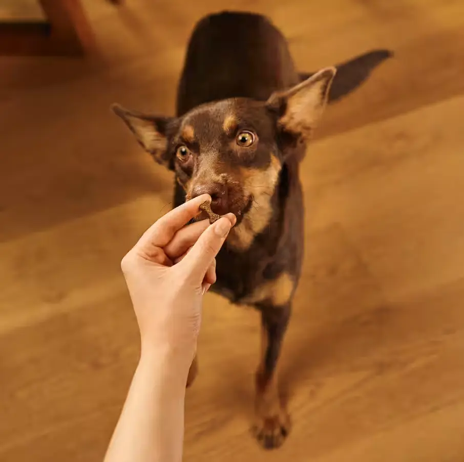 dog snack duck 1.webp