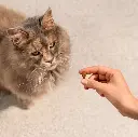 soft snack turkey 3.webp