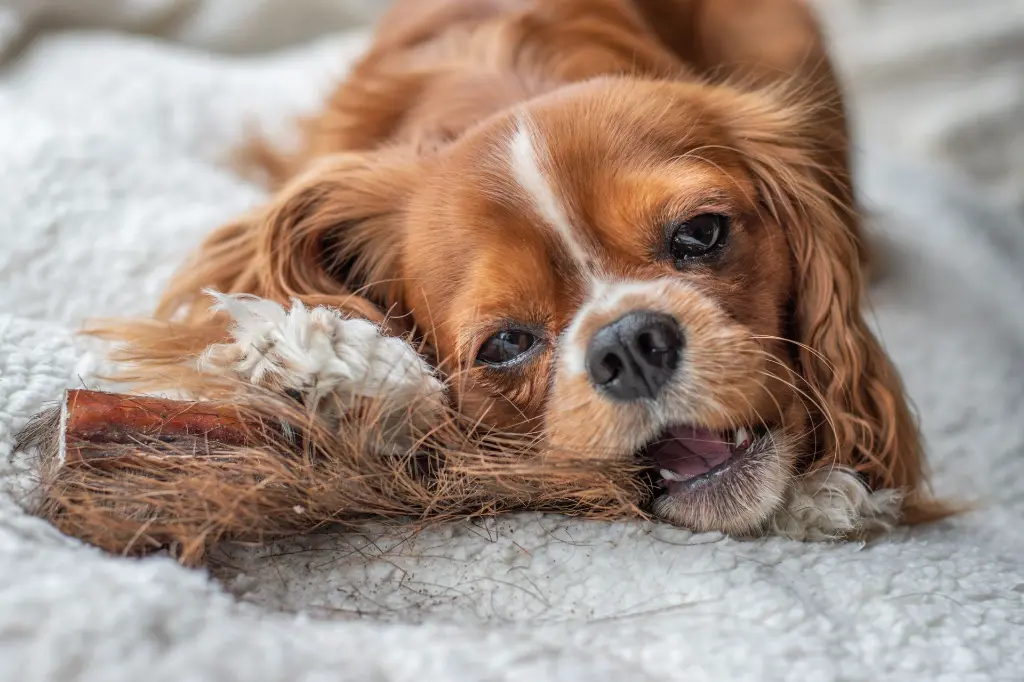 hertenhuid haar foto kico 2.webp