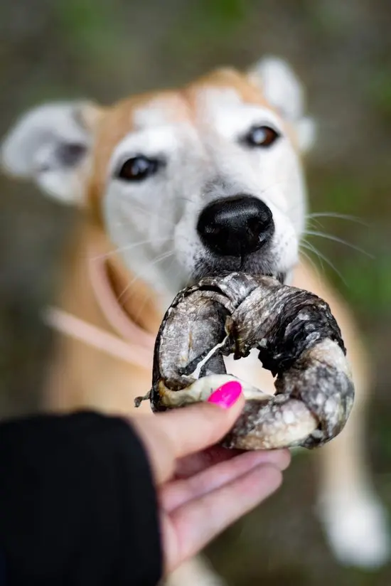 kivo kab donut foto.webp