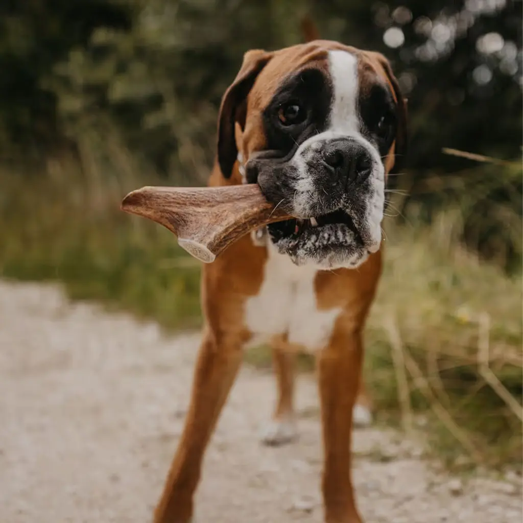 HT gewei vol foto.webp