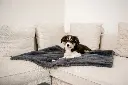 Dogstyler_shootjuni23_0353.webp
