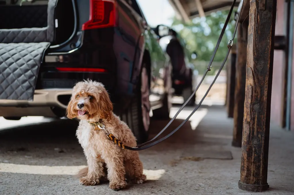 Dogstyler_Shootjuni25_0366.webp