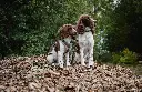 leather leash luis.webp