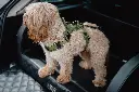 Dogstyler_Shootjuni25_0354.webp