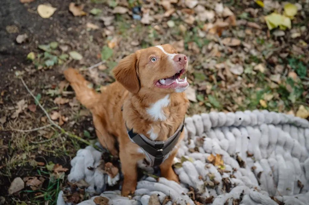 Dogstyler_shootokt25_0518.webp