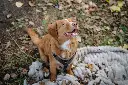 Dogstyler_shootokt25_0518.webp