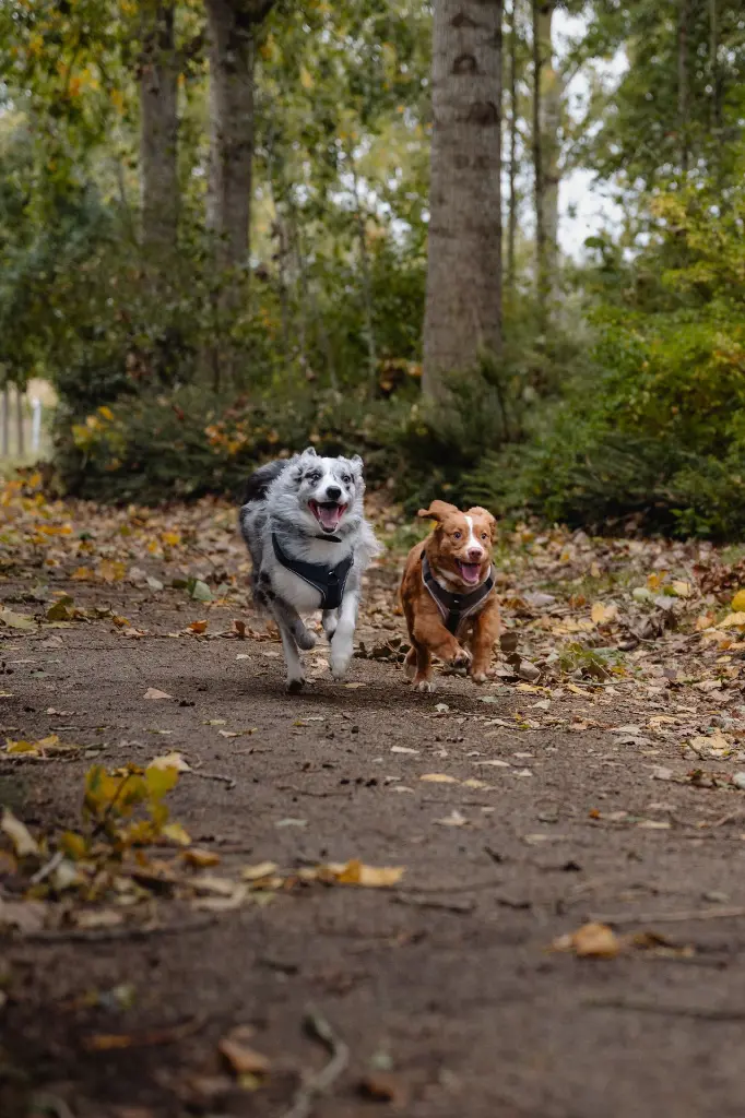 Dogstyler_shootokt25_0514.webp