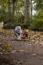 Dogstyler_shootokt25_0514.webp