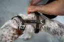 neofit harness 4.webp