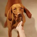 carnilove jerky new.webp