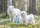 whitening.webp