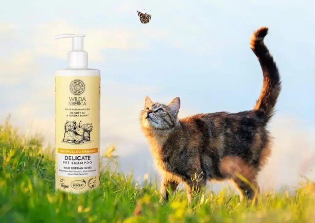 delicate kat.webp