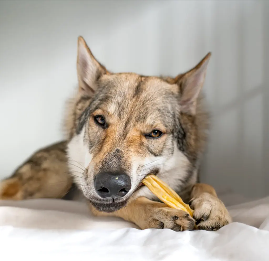 konijnenkophuid kivo 2.webp