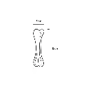 BONE_S.webp
