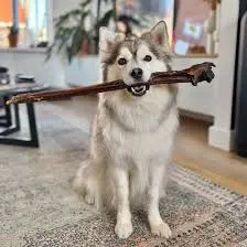 paardenpees kico.webp