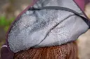 Arctic_Maroon15.webp