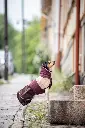 Arctic_Maroon7.webp