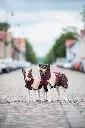 Arctic_Maroon2.webp