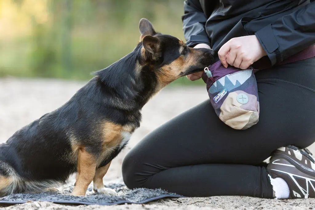 TreatBat9.webp