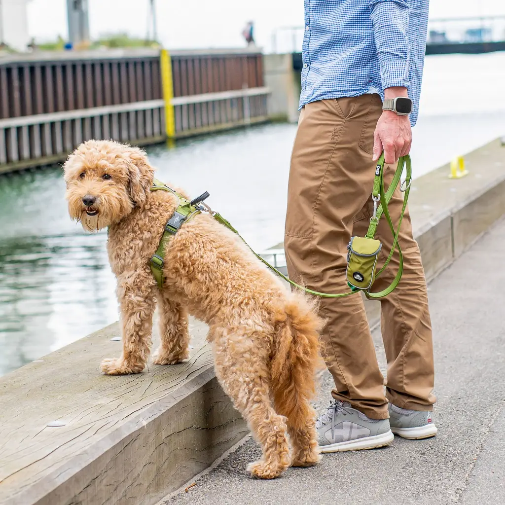 Lifestyle-Urban Classic Leash_7.webp
