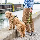 Lifestyle-Urban Classic Leash_7.webp