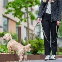 Lifestyle-Urban Classic Leash_1.webp