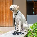 Lifestyle-Urban Classic Leash_6.webp