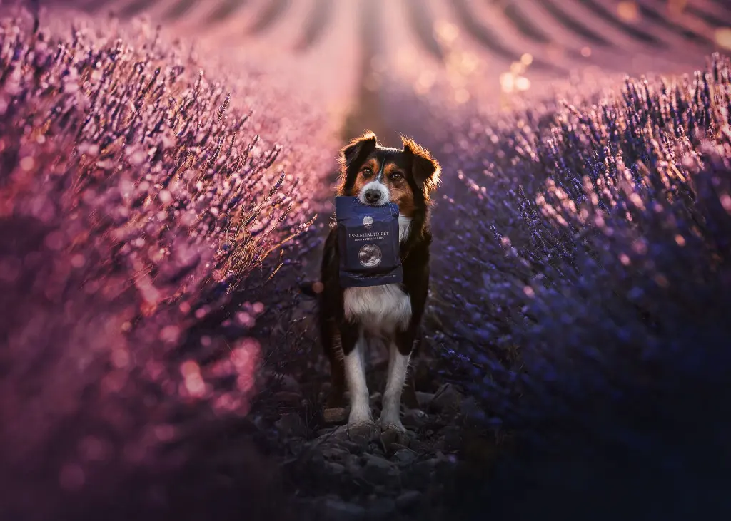 finest 33  @amieaussie.webp