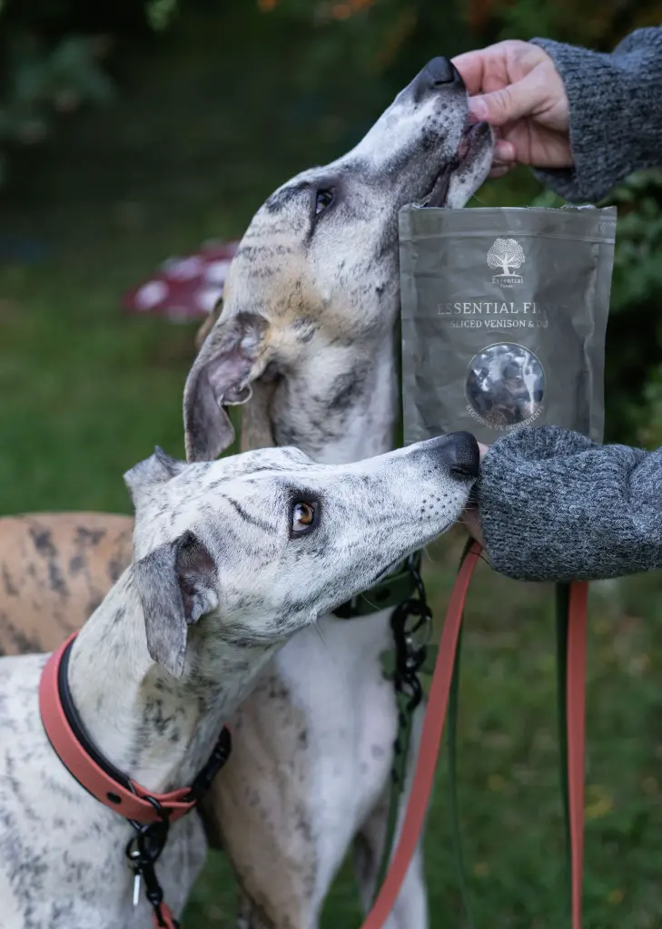 Finest x from @lupin_the_whippet.webp