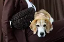 DOG_A26_21060213022_L_7.webp