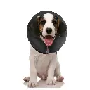 ZENP5902-main.webp