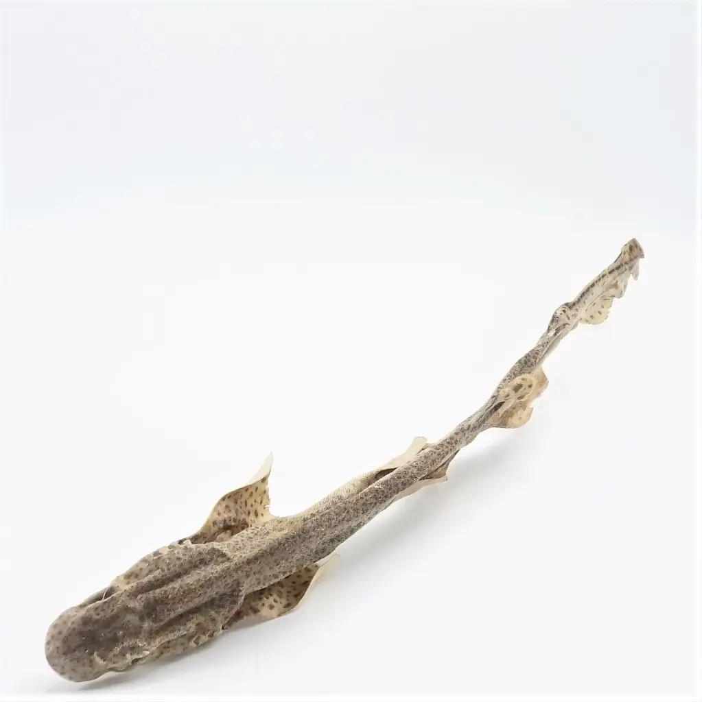 Happy Tails : Zandhaai