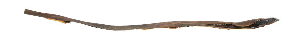 * KIVO : Kamelenkophuid Lang - 1 stuk