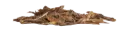 KIVO : Kippenvleugels 