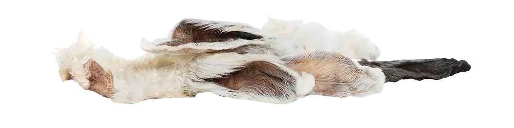 * KIVO : Konijnenoren met Haar