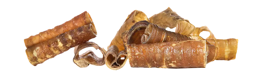 KIVO : Paardenluchtpijp Gezaagd