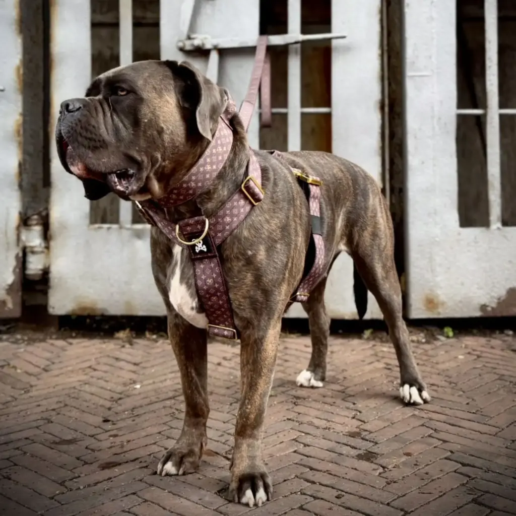 Skull Gear : Designer Heavy Duty Harnas - Deluxe Gold