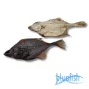 Bluefish : Bot Platvis (Flunder)