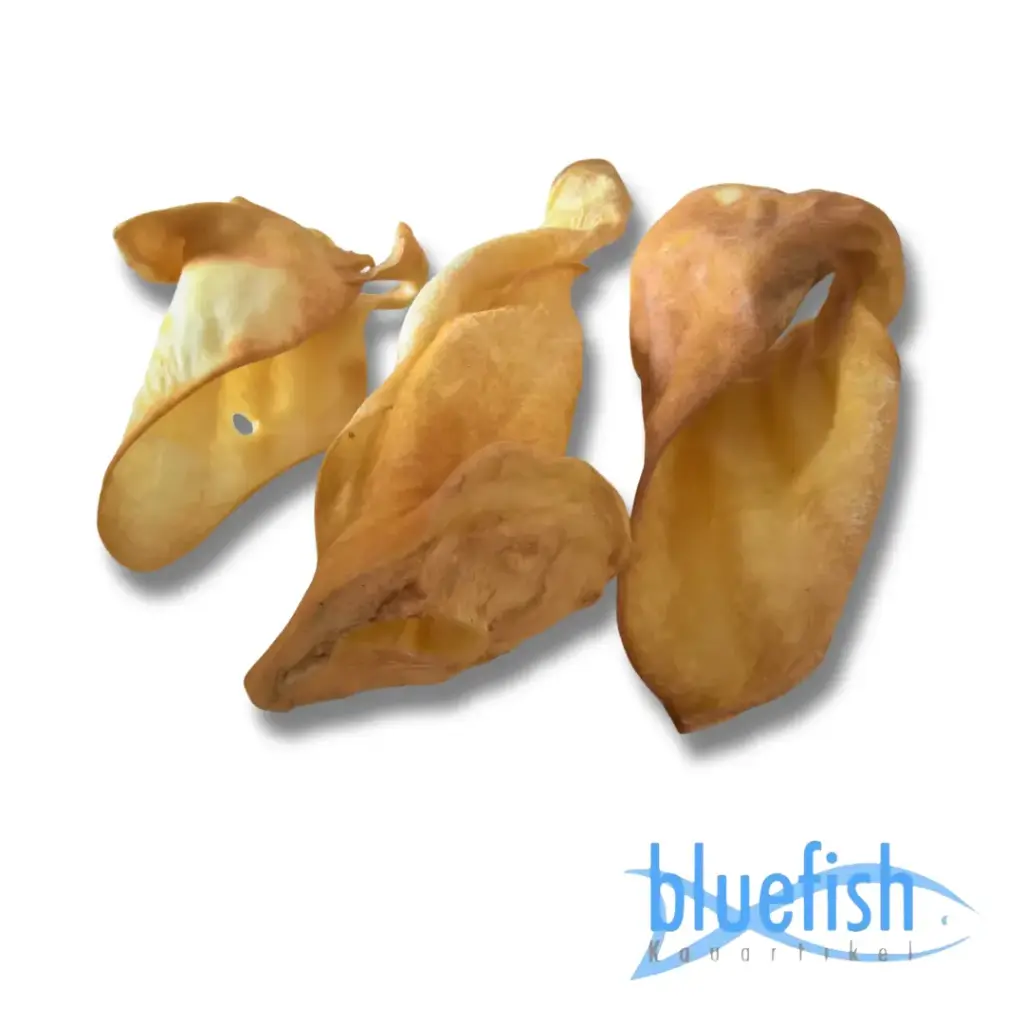 Bluefish : Geitenoren (Ziegenohren)