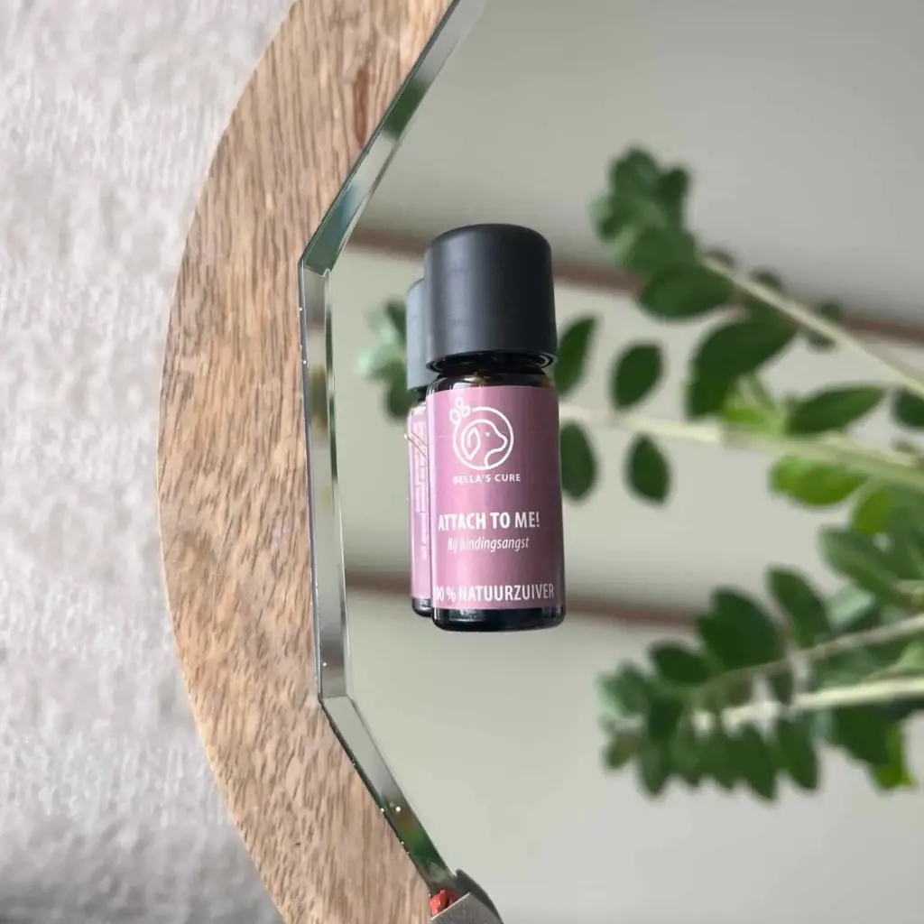 De Groene Linde : Bella's Cure - Attach To Me