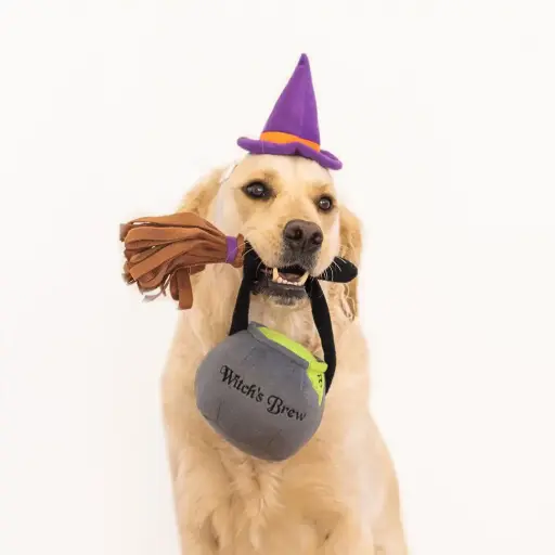 [4DC0270270] Zippy Paws : Halloween Costume Kit Witch
