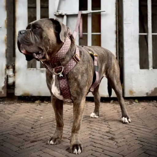 Skull Gear : Designer Heavy Duty Harnas - Deluxe Gold