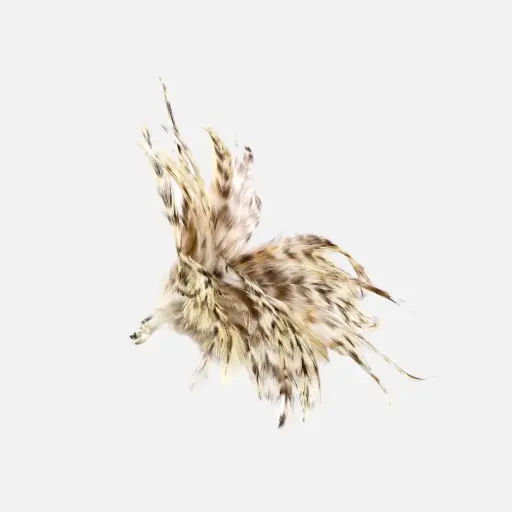 [4DC0580088] Tabby Tijger : Royal Flutter